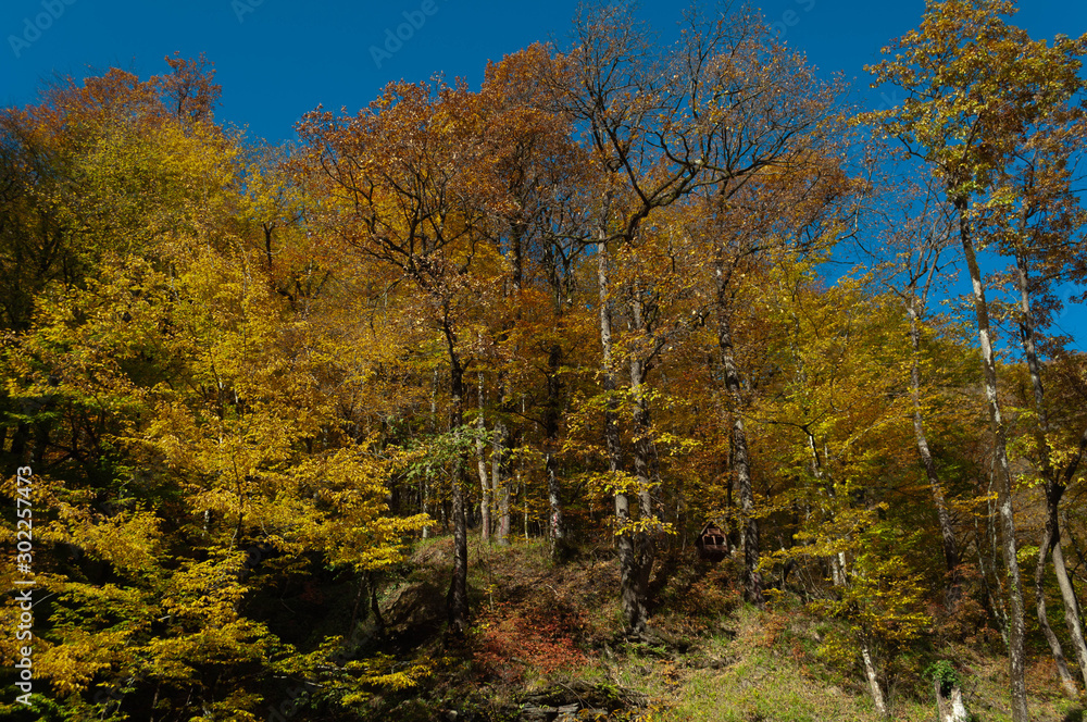 autumn forest on a slope in the Caucasus Mountains with bright yellow and orange falling leaves and a small house-feeder for birds and small animals autumn forest on a slope in the Caucasus Mountains with bright yellow and orange falling leaves and a small house-feeder for birds and small animals