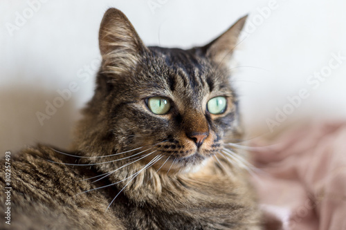 Portrait of a grey tiger cat with green eyes