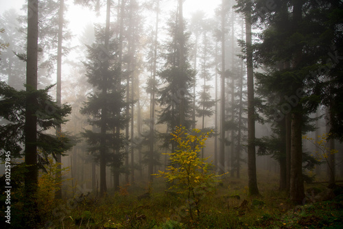 Nebelwald in den Vogesen