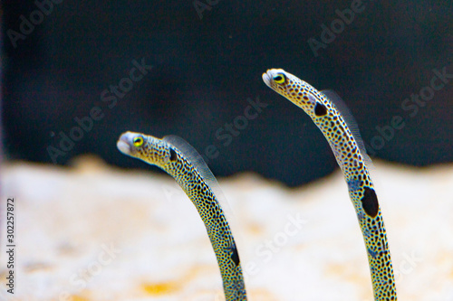 Spotted garden eel in the aquarium photo