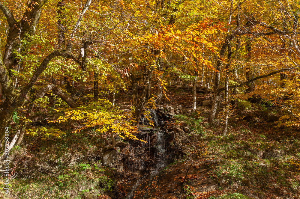 Fototapeta premium tiny mountain stream waterfall in autumn forest with yellow and orange leaves on trees