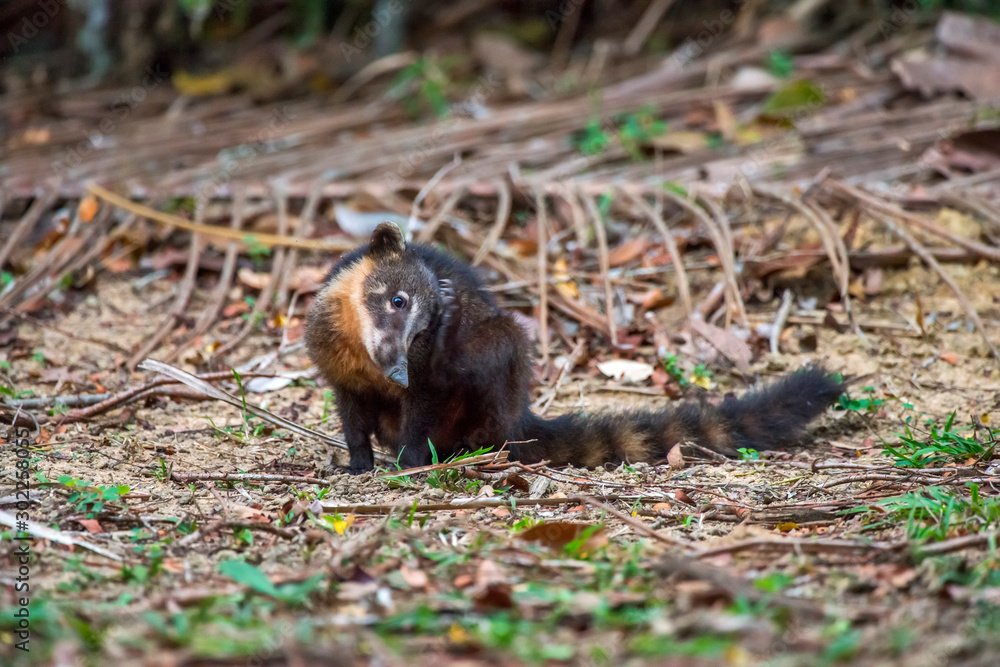South American coati, or ring tailed coati photographed in Linhares, Espirito Santo. Southeast of Brazil. Atlantic Forest Biome. Picture made in 2013. South American coati, or ring tailed coati photographed in Linhares, Espirito Santo. Southeast of Brazil. Atlantic Forest Biome. Picture made in 2013.