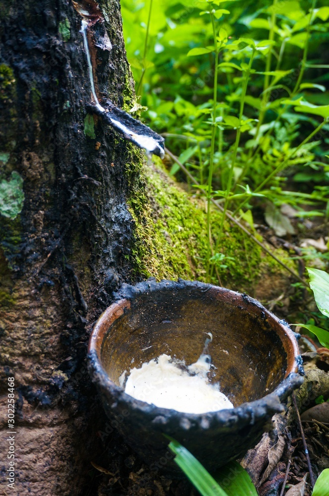Rubber tree and a cup of rubber latex from southern of Thailand Rubber tree and a cup of rubber latex from southern of Thailand