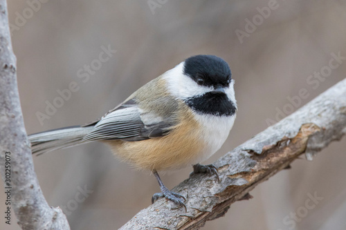 black-capped chickadee (Poecile atricapillus) in winter