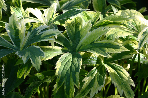 Fresh motley very beautiful leaves of a astrantia are lit with morning sunshine. Play of light and shadow.