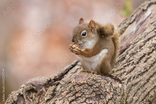 American red squirrel  in autumn © Mircea Costina