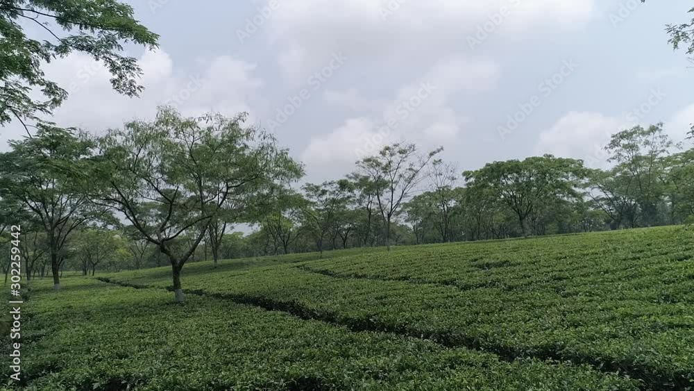 Slow aerial backwards flight,above indian tea plantation on cloudy day Slow aerial backwards flight,above indian tea plantation on cloudy day
