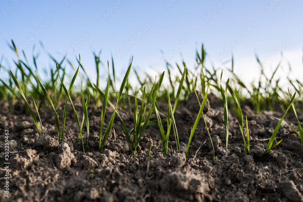 Obraz premium Young wheat seedlings growing on a field in autumn. Young green wheat growing in soil. Agricultural proces. Close up on sprouting rye agriculture on a field sunny day with blue sky. Sprouts of rye.