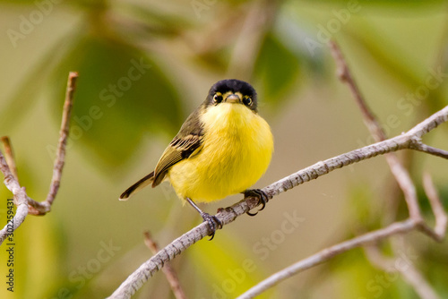 Common Tody Flycatcher photographed in Linhares, Espirito Santo. Southeast of Brazil. Atlantic Forest Biome. Picture made in 2013.