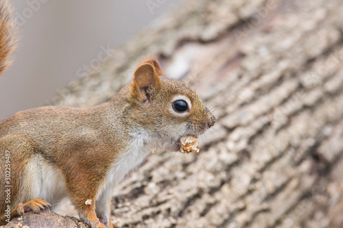 American red squirrel in autumn