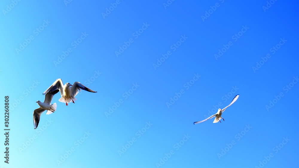  Seagulls on a background of blue sky