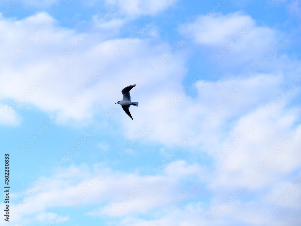 Seagulls on a background of blue sky Seagulls on a background of blue sky