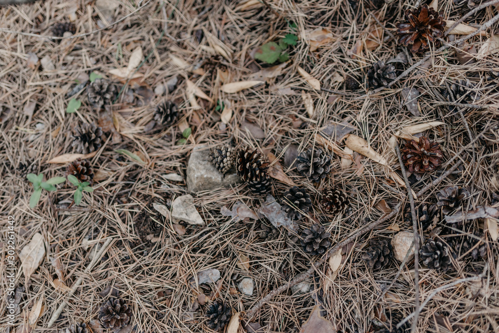 Detail of the forest floor in the middle of the mountain with pinecones and pine leaves with brown and green colors Detail of the forest floor in the middle of the mountain with pinecones and pine leaves with brown and green colors