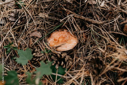 Detail of a mushroom, niscalo, of the forest floor in the middle of the mountain with pine leaves with brown, orange and green colors