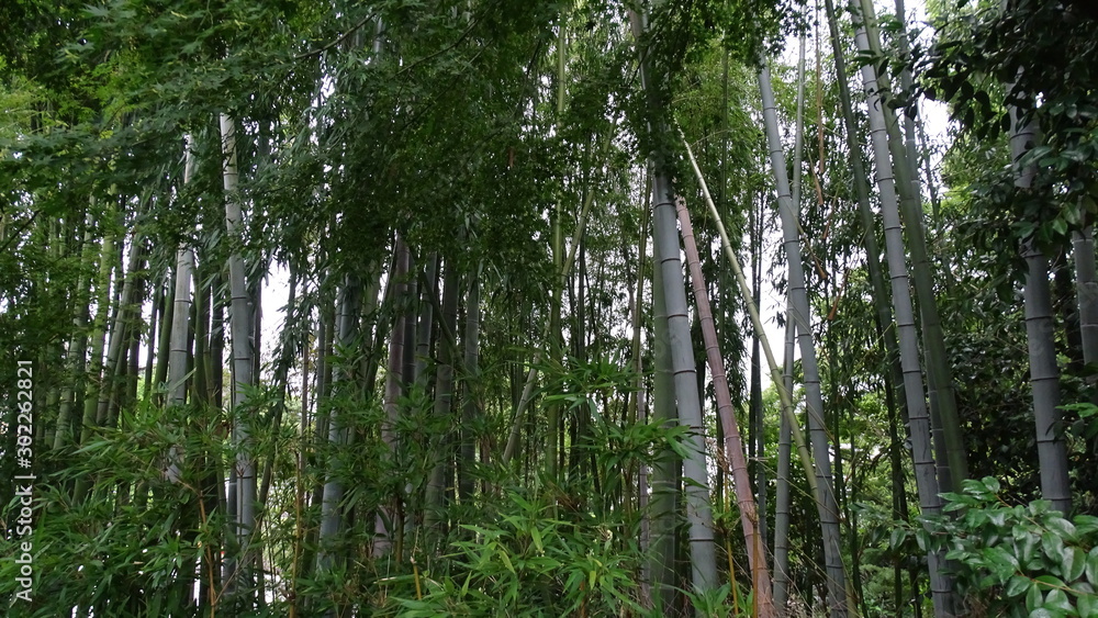 Obraz premium Bambushain