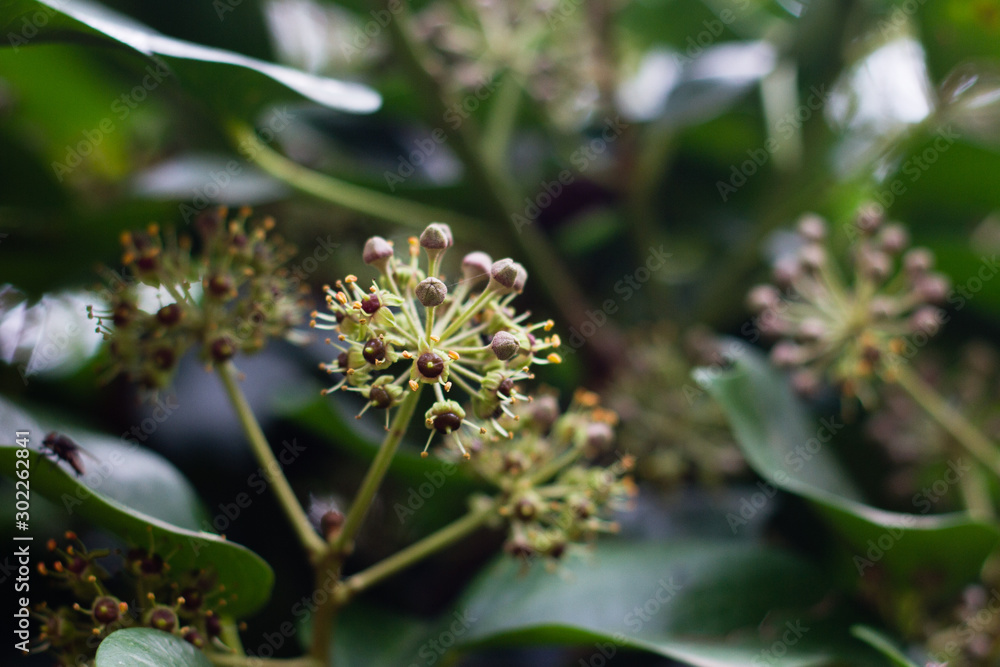Flowering Ivy plant, ivy flowers, ivy bloom, ivy blossom Flowering Ivy plant, ivy flowers, ivy bloom, ivy blossom