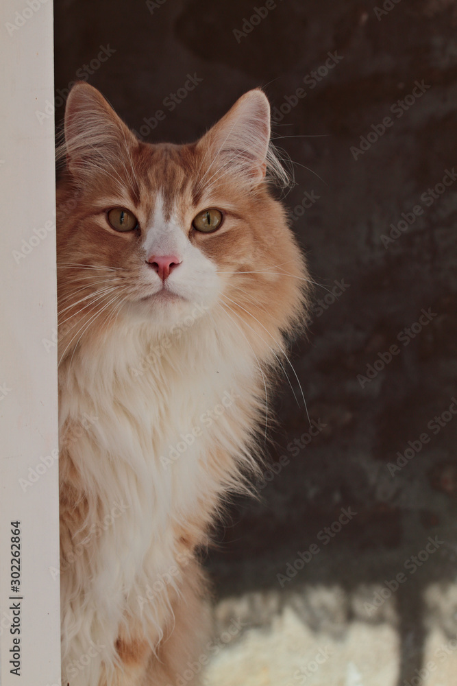 A norwegian forest cat male looking out of a window A norwegian forest cat male looking out of a window