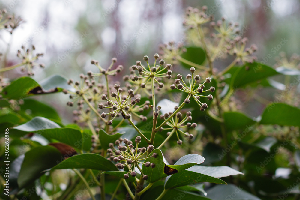 Flowering Ivy plant, ivy flowers, ivy bloom, ivy blossom Flowering Ivy plant, ivy flowers, ivy bloom, ivy blossom