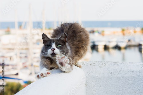 Bilde på lerret Stretching cat herself elevating back, yoga cat, undomesticated cat awaking