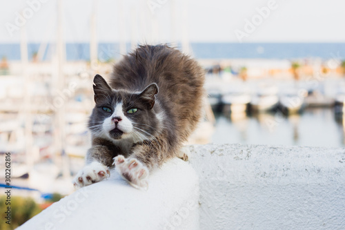 Schilderij op canvas Stretching cat herself elevating back, yoga cat, undomesticated cat awaking