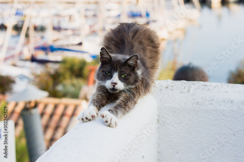 Obraz na plátně Stretching cat herself elevating back, yoga cat, undomesticated cat awaking