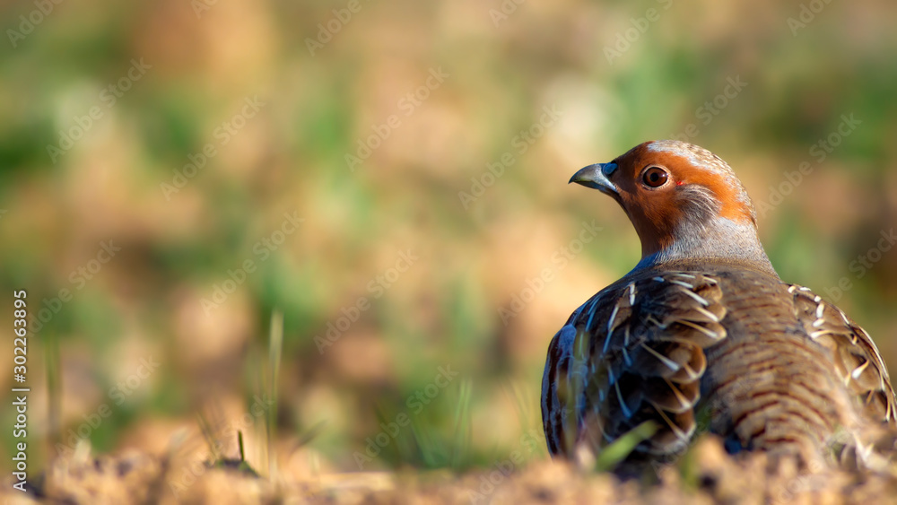 Partridge. Green brown nature background. Bird: Grey Partridge. Perdix perdix. Partridge. Green brown nature background. Bird: Grey Partridge. Perdix perdix.