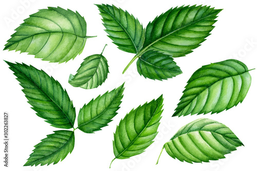 set of green leaves roses, watercolor elements  isolated on white background.  