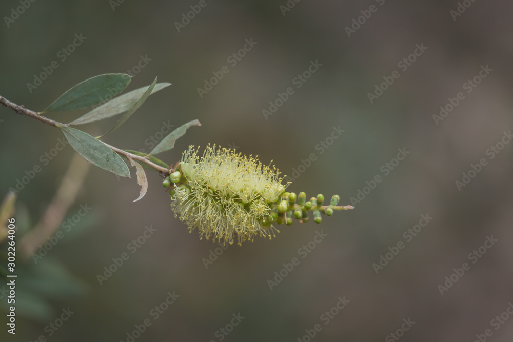 Fototapeta premium Bottlebrush flower (callistemon) close up