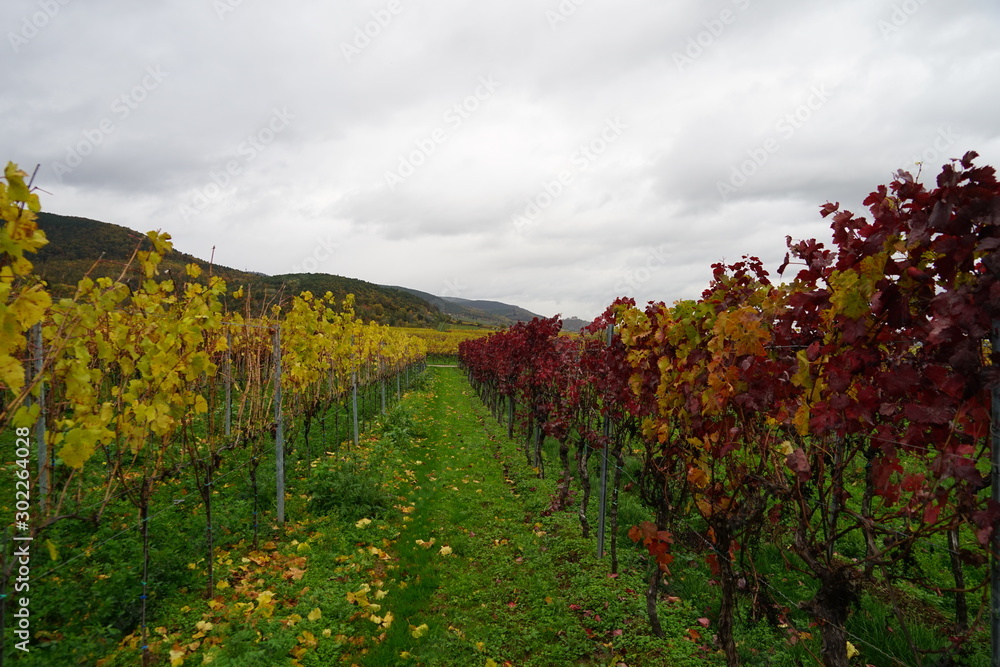 Panoramablick aus einem Weingarten der Südlichen Weinstrasse