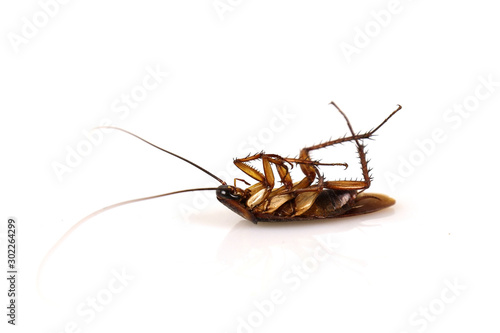 dead cockroach isolated on white © khuruzero