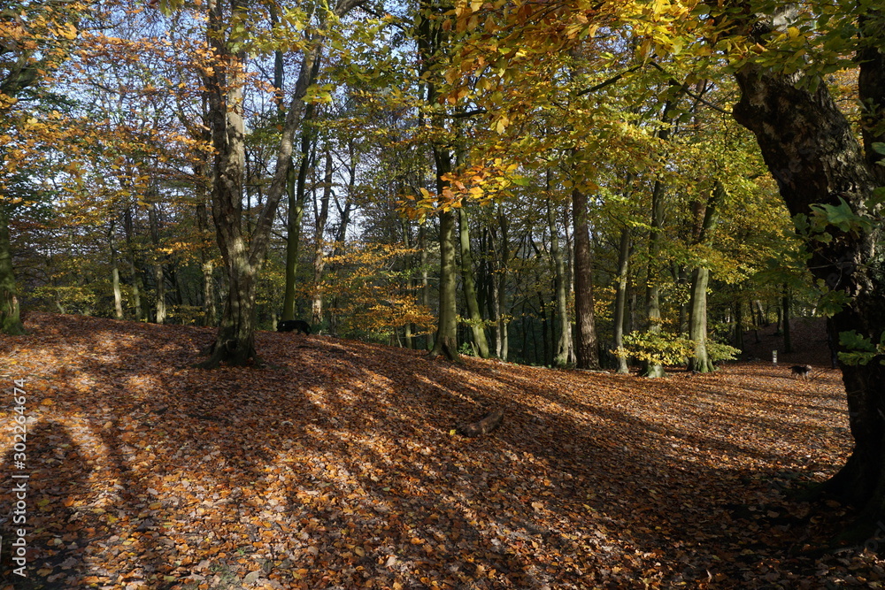 Autumn Trees Autumn Trees
