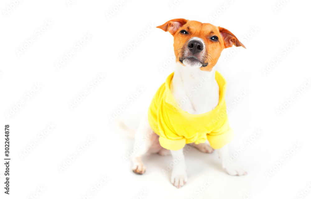 Dog Jack Russell Terrier with suspicious look. Dog on white background, copy space.