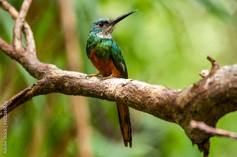 Fototapeta premium Rufous tailed Jacamar photographed in Linhares, Espirito Santo. Southeast of Brazil. Atlantic Forest Biome. Picture made in 2013.