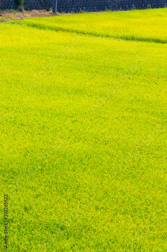 Rice fields scenery along the Yura River flowing through Maizuru, Kyoto, Japan photo