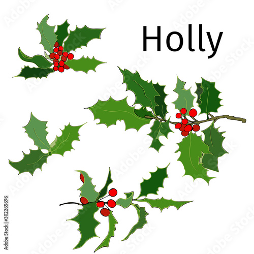 Set of holly branches. Vector hand-drawn ink illustration on white background. Bright christmas set.