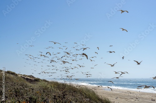 Seagulls flying with the sea in the background