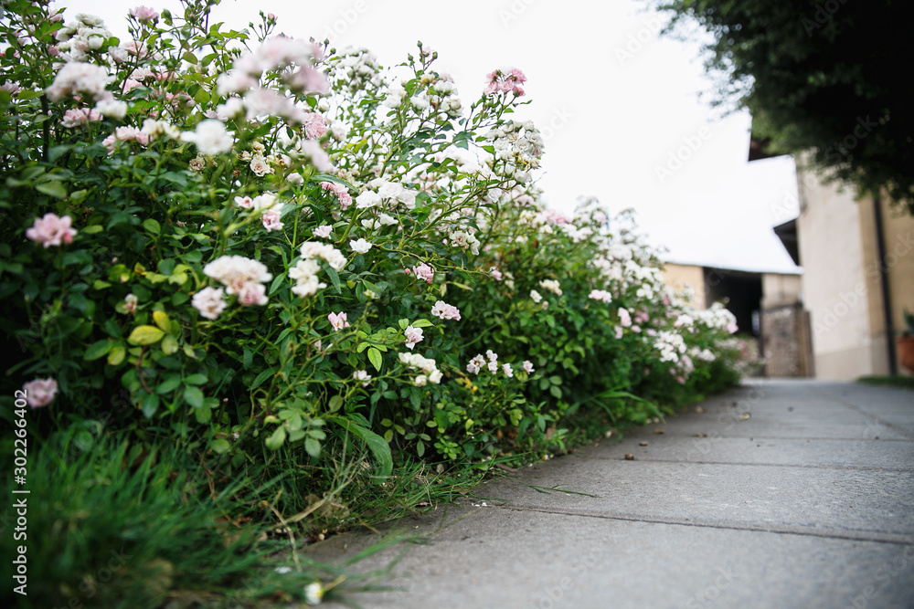 flowers in garden