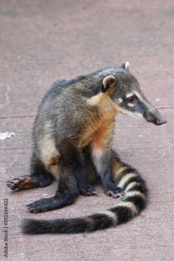 A Coati in the Iguazu Falls National Park