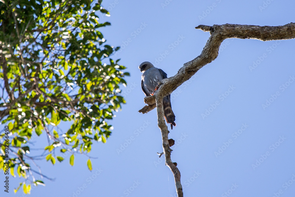 Plumbeous Kite photographed in Linhares, Espirito Santo. Southeast of Brazil. Atlantic Forest Biome. Picture made in 2013. Plumbeous Kite photographed in Linhares, Espirito Santo. Southeast of Brazil. Atlantic Forest Biome. Picture made in 2013.