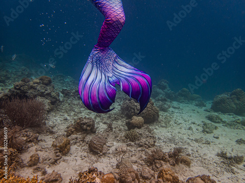 Colorful mermaid tail in a shallow coral reef photo