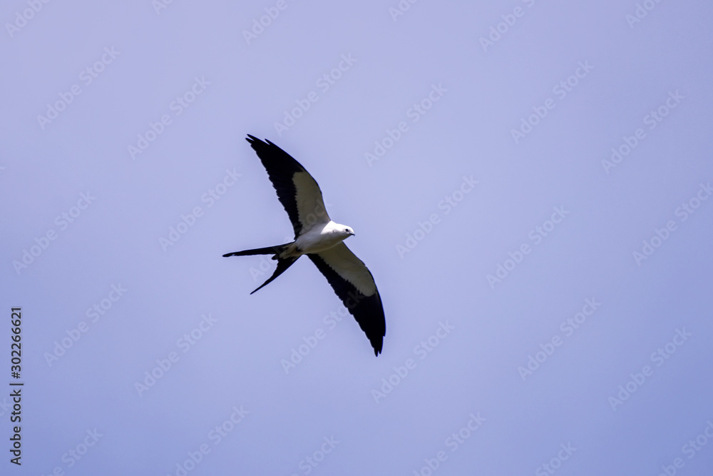 Obraz premium Swallow tailed Kite photographed in Linhares, Espirito Santo. Southeast of Brazil. Atlantic Forest Biome. Picture made in 2013.