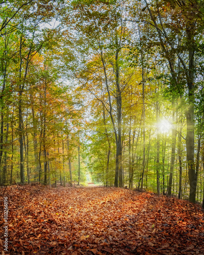 Die starke Herbstsonne scheint durch die bunten Bl  tter und l  sst den Laubwald leuchten 