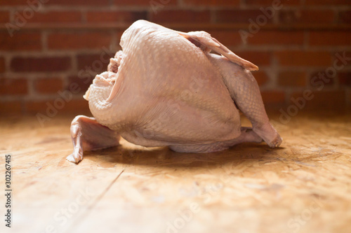Funny raw turkey in a sexy pose