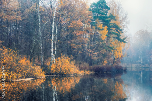 autumn forest by the lake in a foggy haze