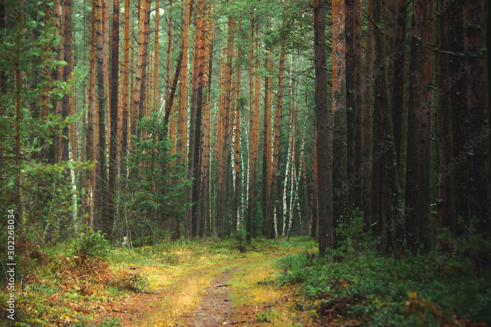 Obraz premium beautiful autumn pine forest, soft focus