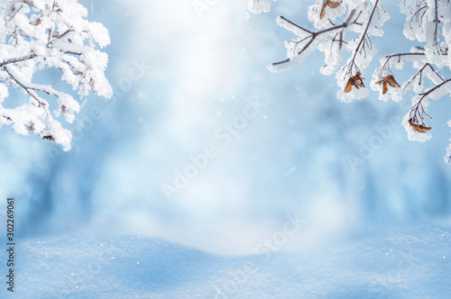 Christmas background Landscape with snow and frozen maple branches. Selective focus. © zoyas2222