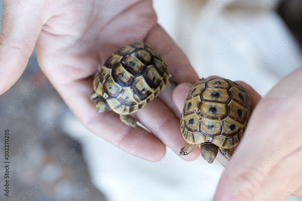 Dos Tortuga Mora en la mano muy pequeñas Dos Tortuga Mora en la mano muy pequeñas
