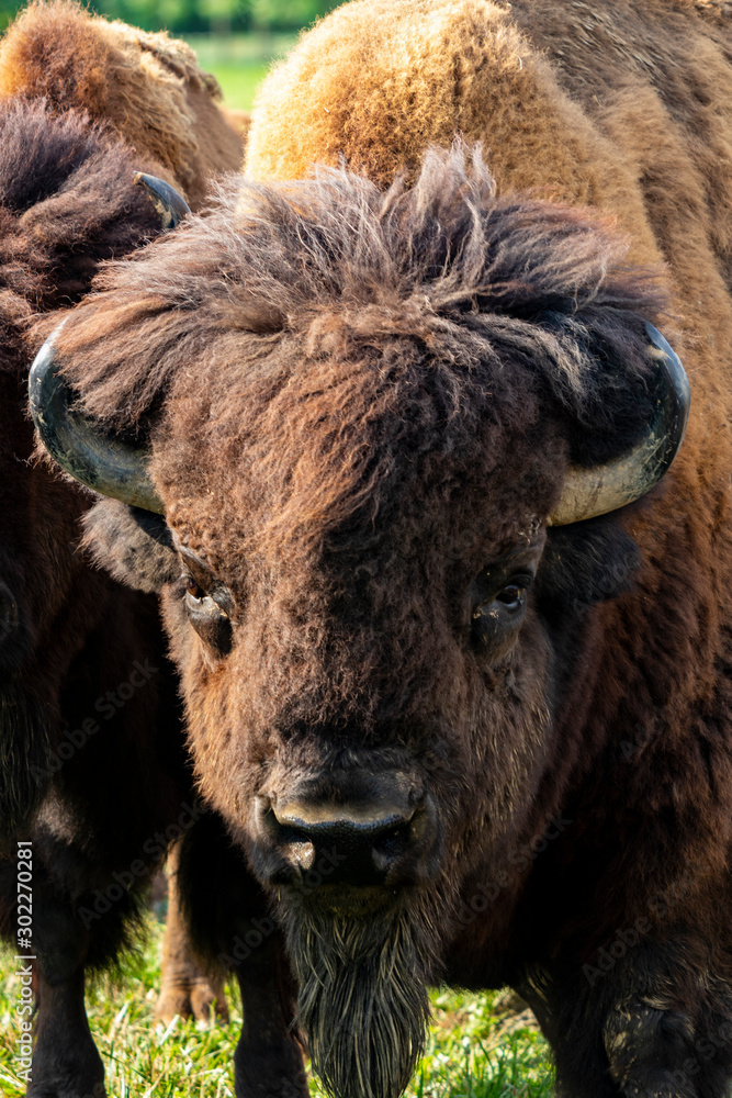 European bison herd (Bison bonasus) in the meadow. European bison herd (Bison bonasus) in the meadow.