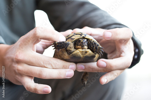 Tortuga Mora en la mano