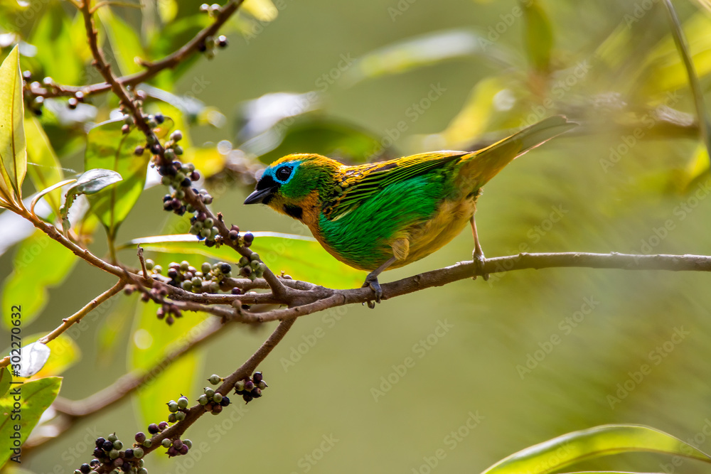Fototapeta premium Bird photographed in Afonso Claudio, Espirito Santo. Southeast of Brazil. Atlantic Forest Biome. Picture made in 2013.